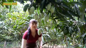 Дорис 56. Сбор манго