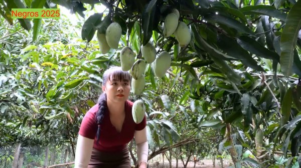 Дорис 56. Сбор манго