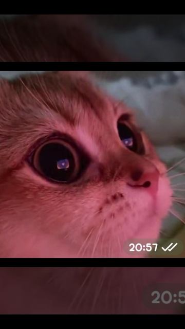 с новым годом