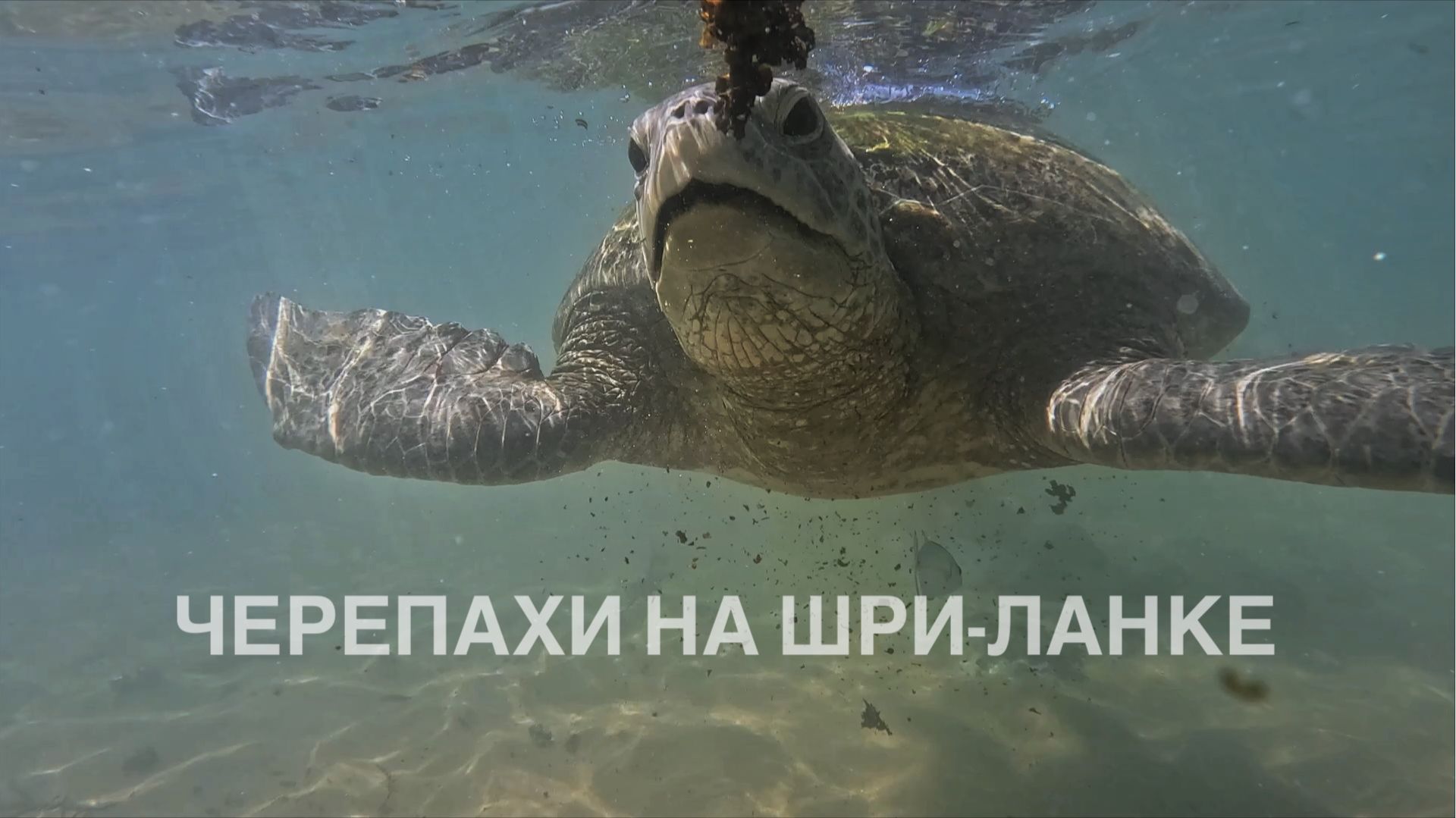 Огромные черепахи в Хиккадуве, Шри-Ланка 2025