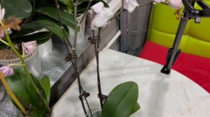 Как правильно отрезать цветонос орхидее?