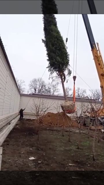 Пересадка крупномеров компанией "Зеленый сад Кавказа"