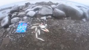 Осеняя Рыбалка!Полная сеть.Две красные.Сиги.Корюшка.Камбала.