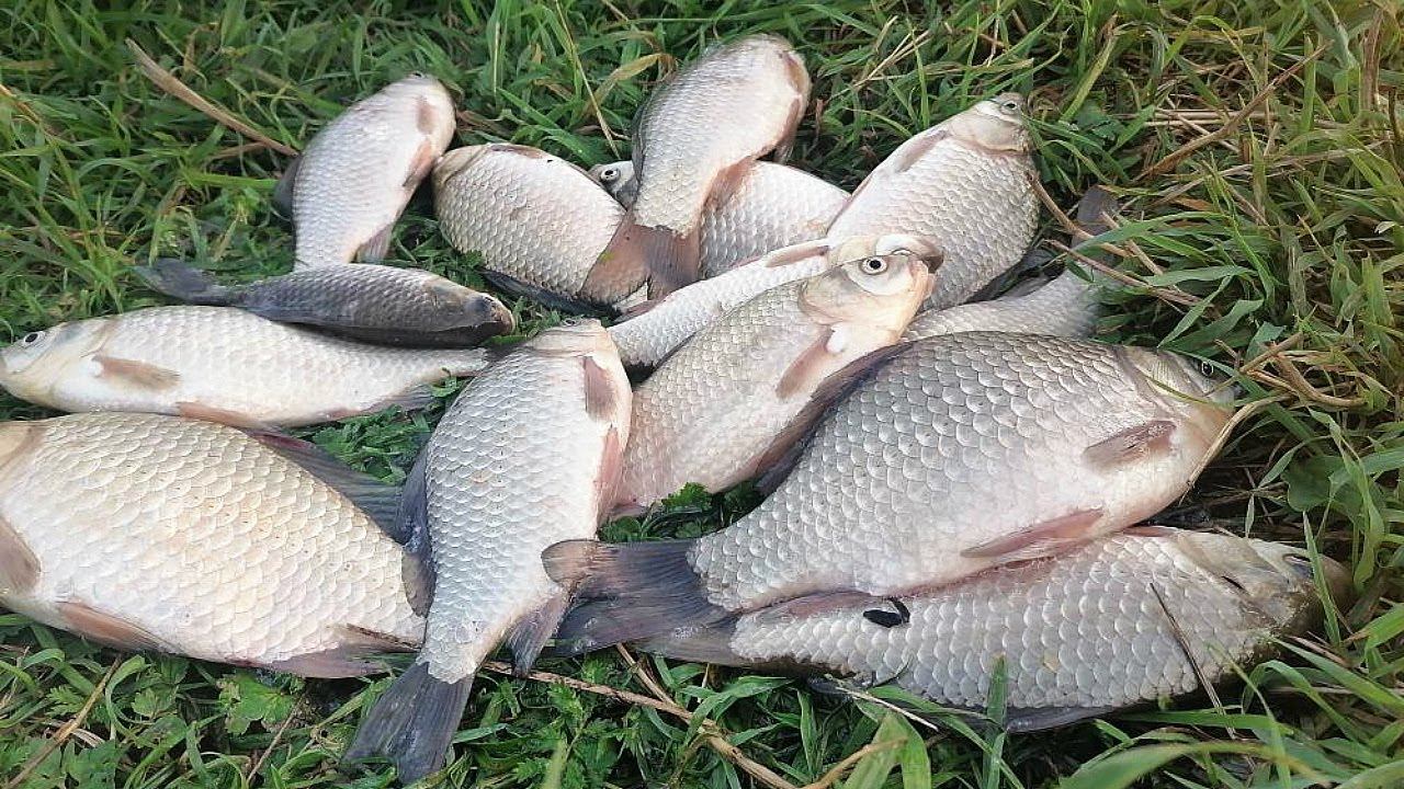 Теперь ловлю карася в августе по многу! Спасибо дедушке с водоема всего за 3 совета. смотреть онлайн