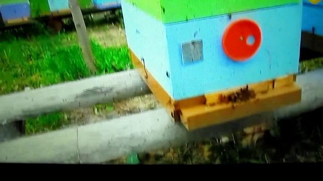 Пчелы-воровки на отводках смотреть онлайн