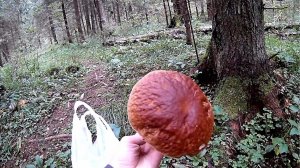 В поиске белых грибов! Поляна белых грибов!