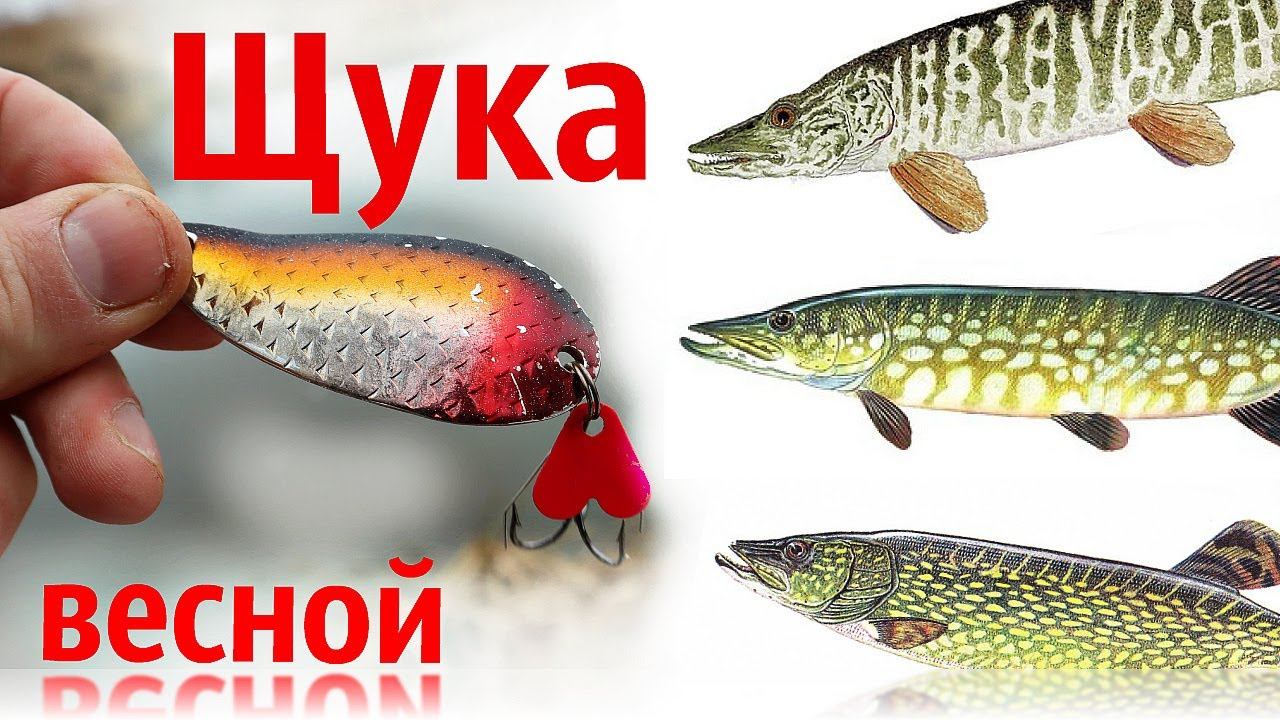 Когда начинает клевать щука весной? Секрет которого вы не знали. смотреть онлайн