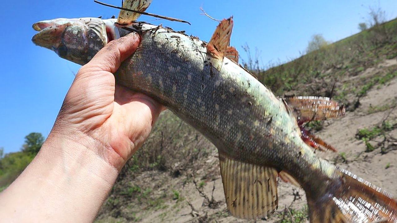 Щука перед ледоставом на спиннинг. Из года в год эти секреты помогают мне ловить много щуки. смотреть онлайн