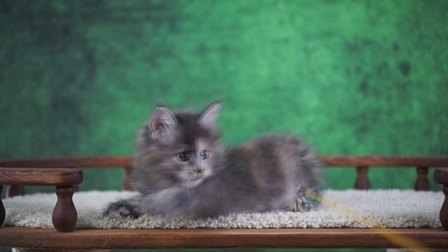 Silvia 1,5 месяца смотреть онлайн