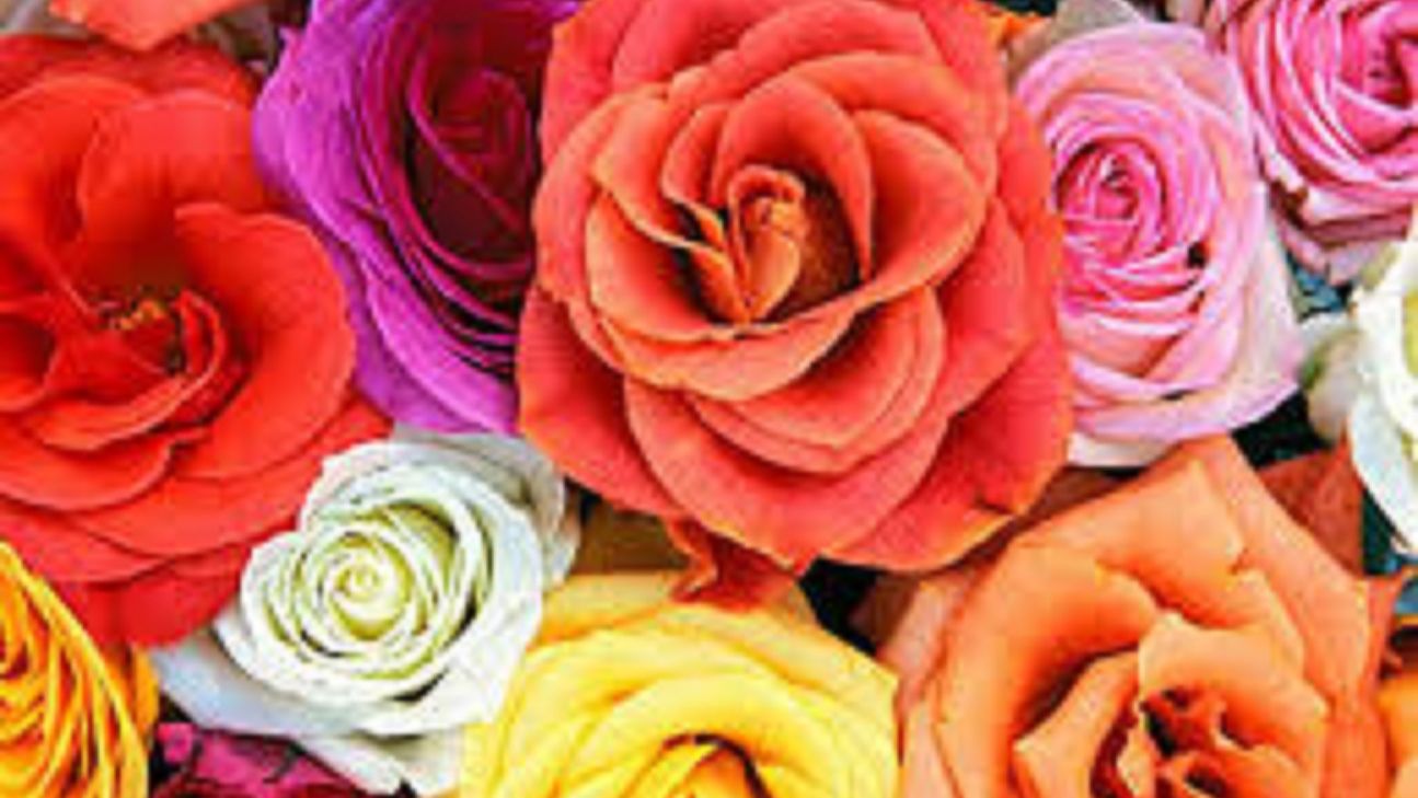 О любви к цветам - песня