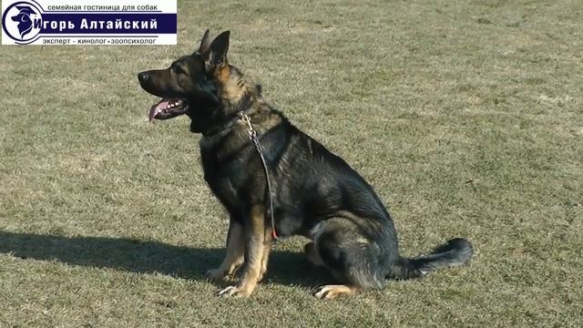 Как научить команде Рядом?