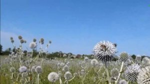 Пчёлы летят на мордовник в июле