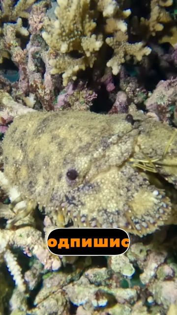 Это тоже омар!