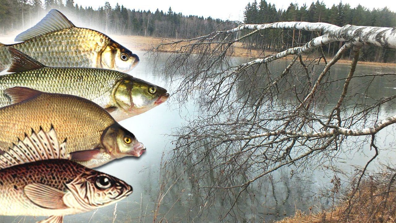 Какая рыба клюет по первому льду? Как и где ловить рыбу зимой по первому льду? смотреть онлайн