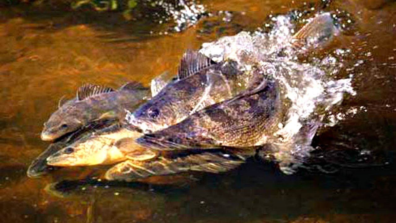 Когда нерест у судака? Клюет ли судак в нерест? Рыбалка на судака весной! Когда жор судака весной?
