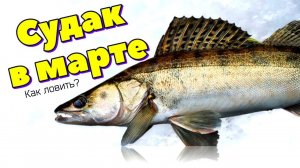 Как ловить судака в марте апреле после схода снега по открытой воде?