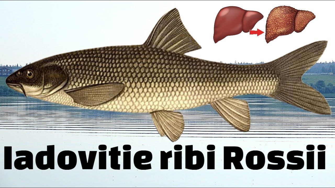 Эта рыба выжгет вам печень ядом! Самые ядовитые рыбы России которые не стоит есть. смотреть онлайн