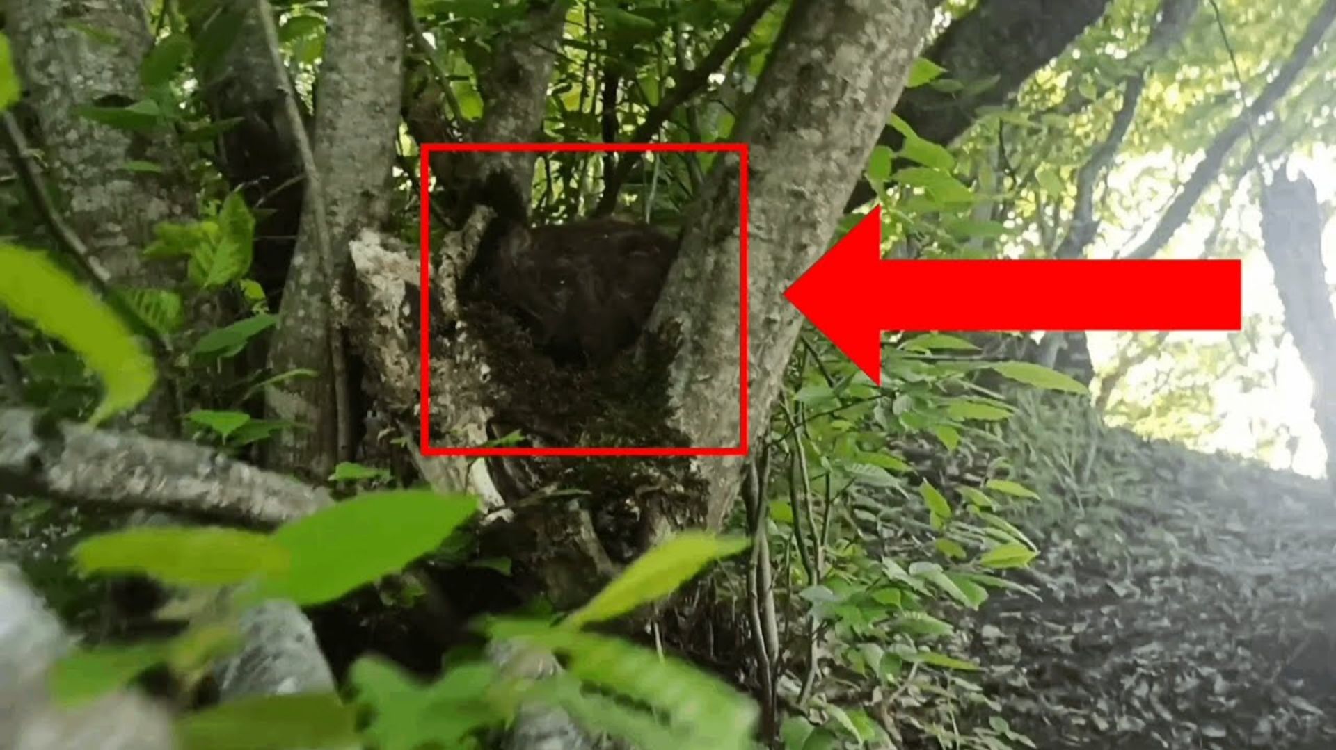 Страшное существо в лесу ужасно напугало охотника | Паранормальное