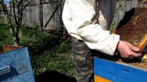 Развитие слабого отводка на новом месте(часть 1)