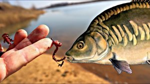 На что клюет карп весной? Наживки на карпа весной+чем прикормить карпа весной?