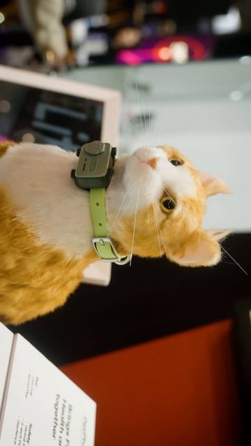 Телефон для животного 🤔 #смартфон #mwc2025 #mwc2026 #smartphone #smartphones #cat #dog смотреть онлайн