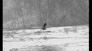 Отстрел животных на угодьях с тепловизионным прицелом Longot R650