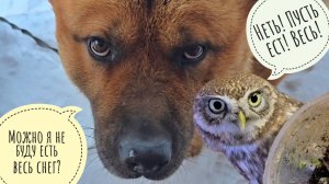 Время откапывать сов из-под снега или норм? Нас замело, а у меня рука отхлебнула и не хочет работать