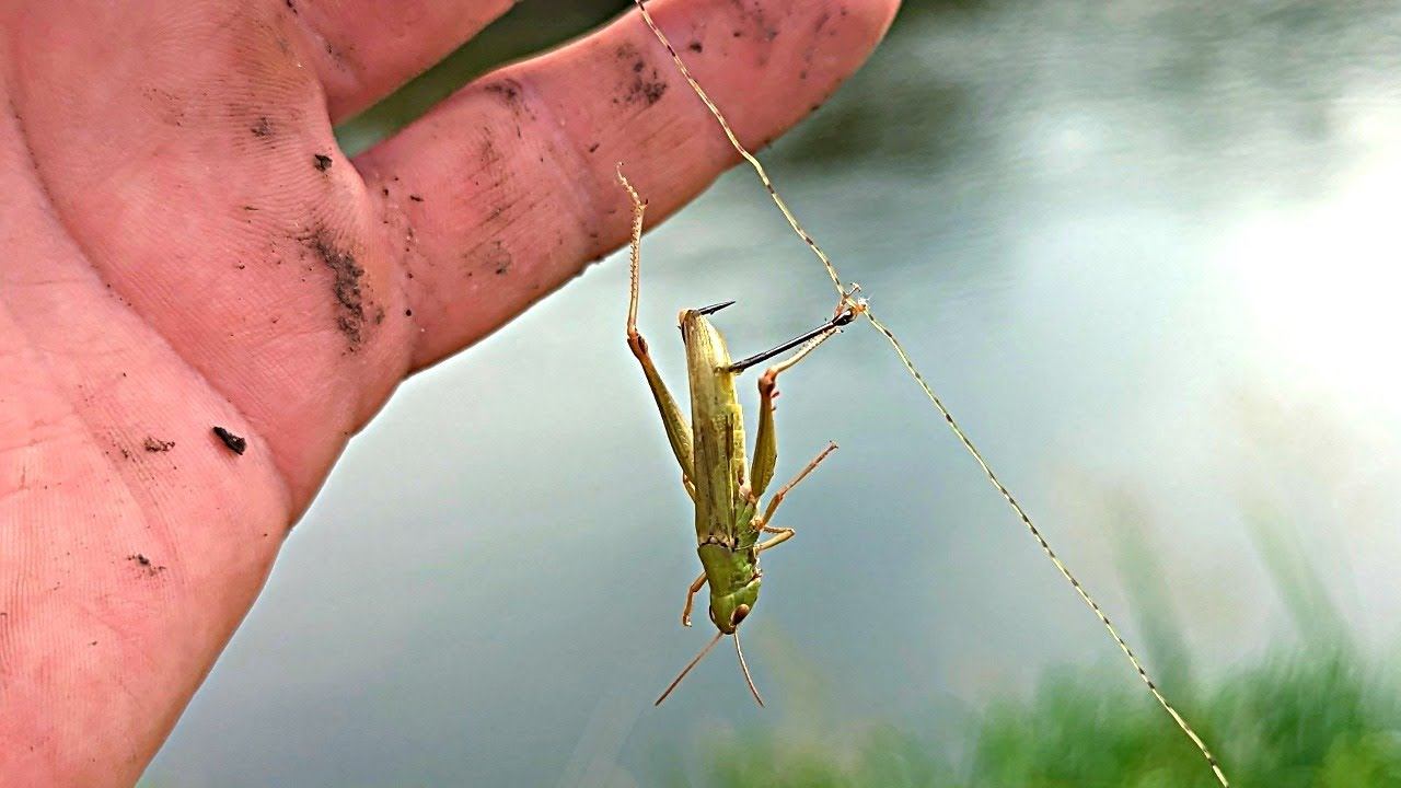На это насекомое можно наловить кучу разной рыбы! Какая рыба отлично клюет на кузнечиков и саранчу? смотреть онлайн