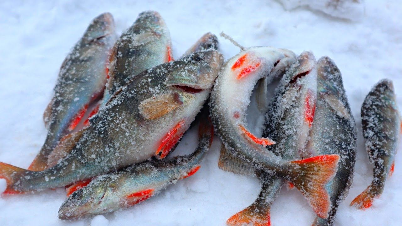 Без этих знаний на рыбалке в феврале-марте делать нечего. Объясняю вам запоминайте как ловить много. смотреть онлайн