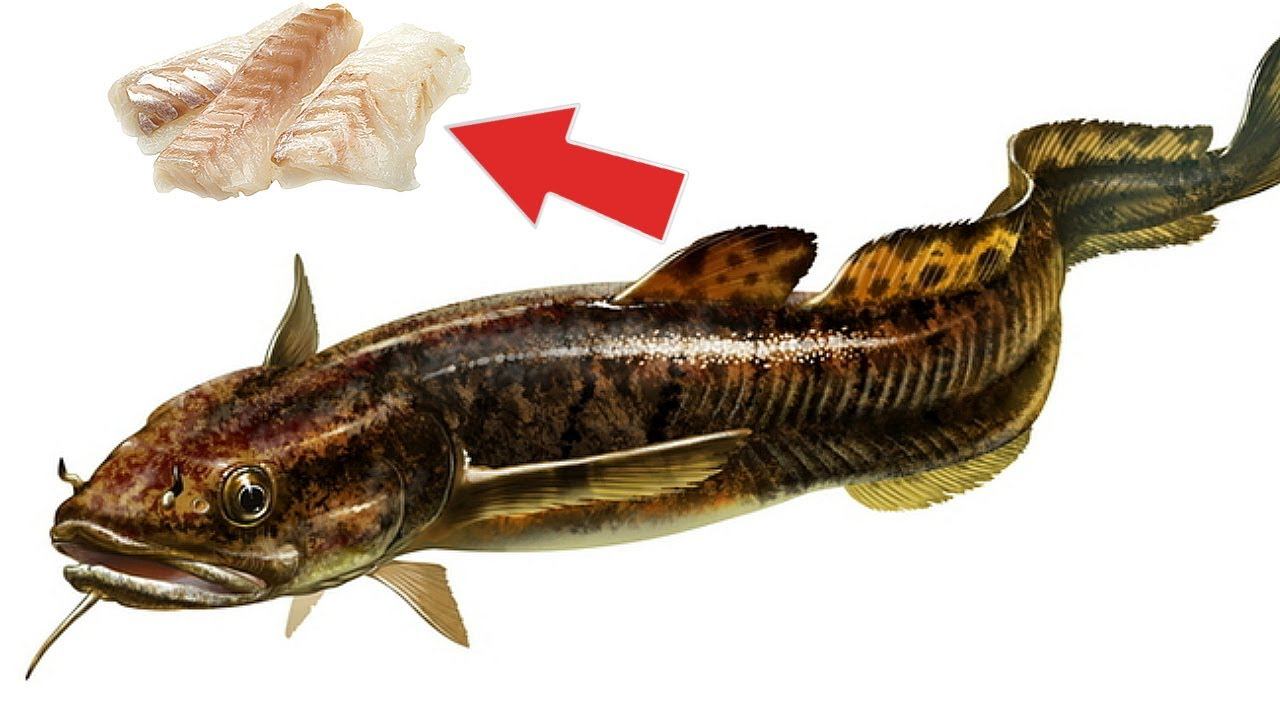 Эту наживку налим просто обожает зимой! Кидается как только увидит. Налим рыбалка зимой на минтай. смотреть онлайн