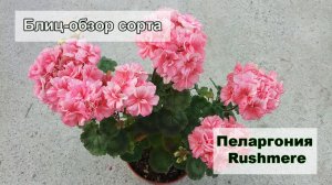 Блиц-обзор сорта пеларгонии Rushmere. Нарядный лососево-розовый карлик.