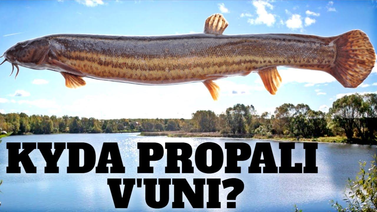 Почему вьюны исчезли с рек!? Как стиральный порошок уничтожил десяток рыб за последние 40 лет?! смотреть онлайн