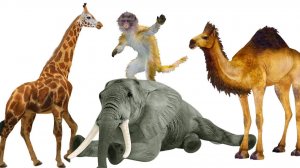 Учим животных собирая пазлы 🐘  Видео 🦁 Звуки животных 🐫 Развивающие мультики