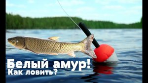 Как на что и где ловить белого амура? На что клюёт белый амур?