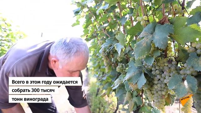 Кахети - «саперави» смотреть онлайн