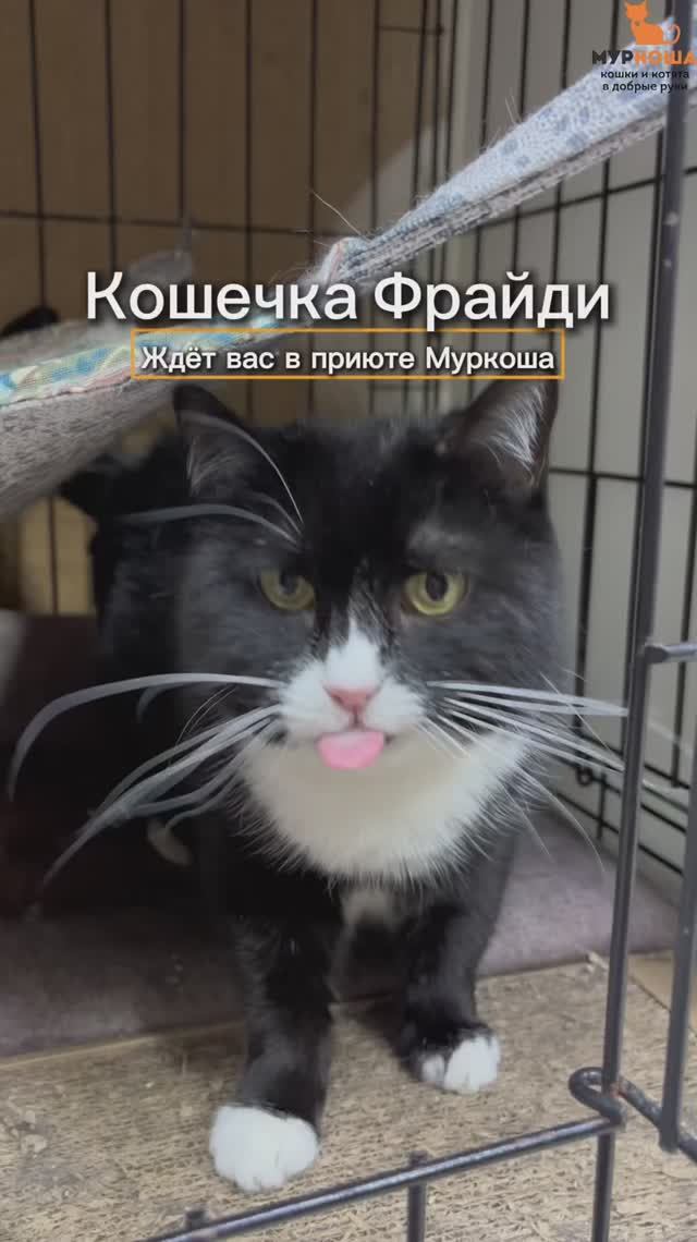 Фрайди ждёт вас в приюте #Муркоша смотреть онлайн