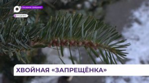 Сотрудники уссурийского лесничества делают тайную закупку новогодних деревьев