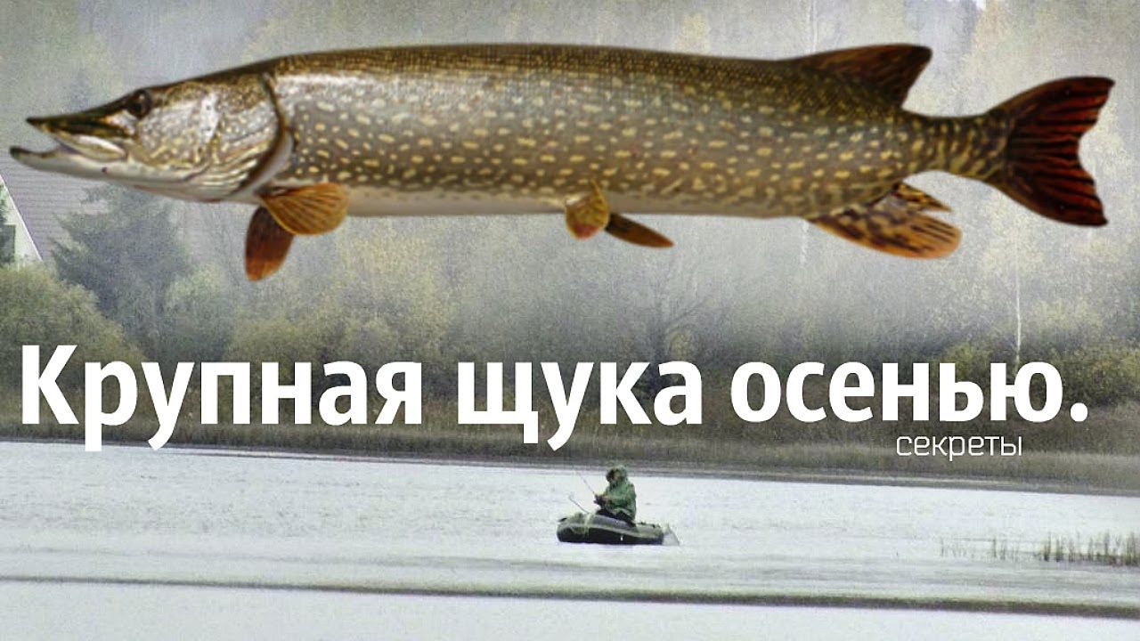 Как поймать крупную щуку осенью? Где стоит крупная щука осенью? Щука в октябре ноябре. смотреть онлайн