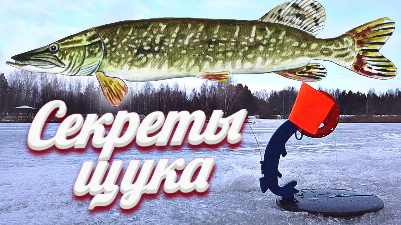 Щука неизбежно будет ловиться и по многу! Толковое обучение ловли щуки на жерлицы зимой. смотреть онлайн