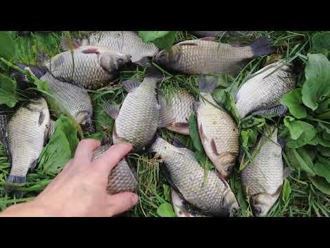 Если пошли на карася осенью то возьмите с собой этот ароматизатор. По прохладной воде работает супер смотреть онлайн