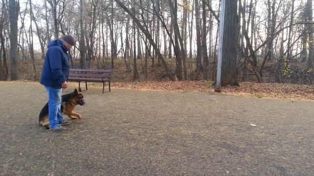 Как научить собаку послушанию? Кинолог Игорь Алтайский.