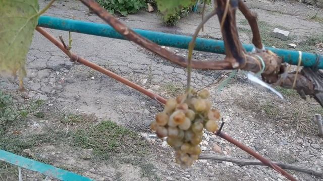 Траминетт - технический комплексно устойчивый сорт СШ смотреть онлайн