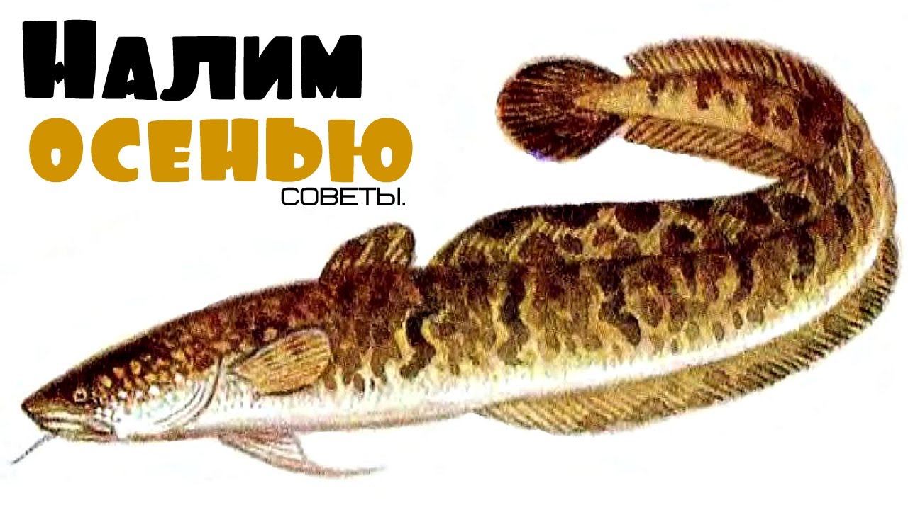 Советы по ловле налима осенью от профессионального рыболова. смотреть онлайн