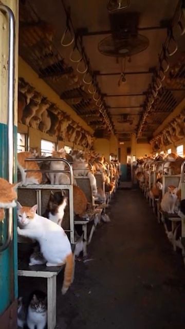 Cats смотреть онлайн