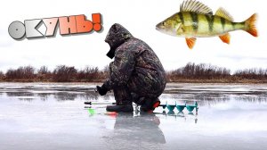 Секреты ловли окуня на блесну зимой! Хитрые советы при ловле окуня на блесну зимой!