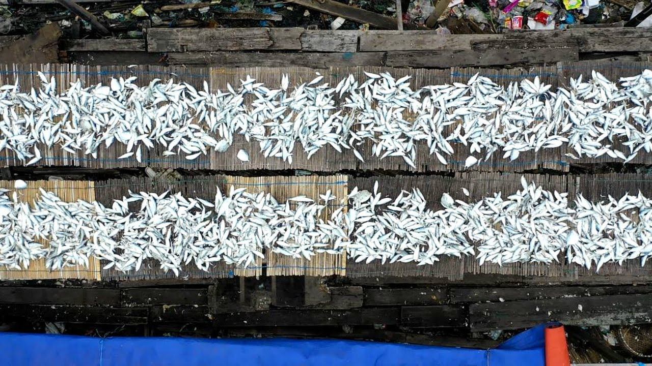 Необычный способ подготовки опарыша к рыбалке от немецких рыбаков. Ловят рыбу мешками. смотреть онлайн