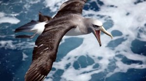 Песня: Буревестник.