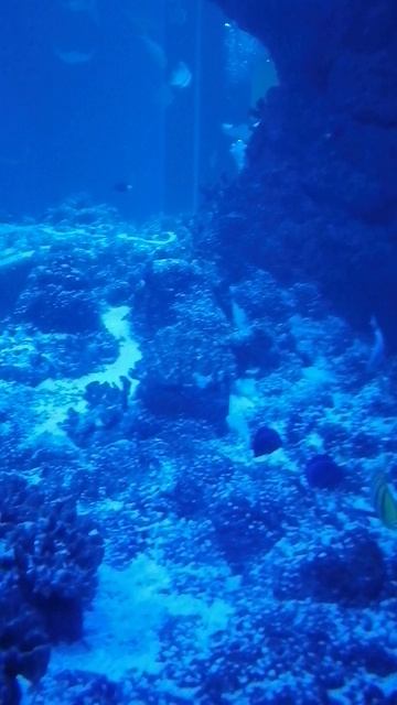 Чудесный подводный мир