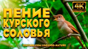 Пение курского соловья весной создаёт атмосферу счастья, гармонии и здоровья. Звуки природы ASMR.