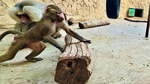 Я не знаю что нам с Люсей делать, она ВЫНЕСЛА МОЗГ своими выкрутасами уже и Елесею и Лиде!